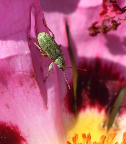 Réf. 227 774 : Pachyrhinus lethierryi